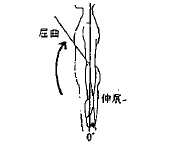 肘の屈曲／伸展の参考図