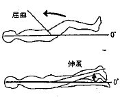 股の屈曲／伸展の参考図